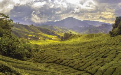 The History of Tea