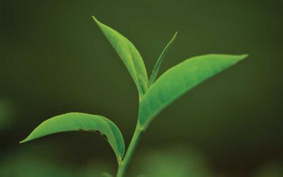 The Tea Plant